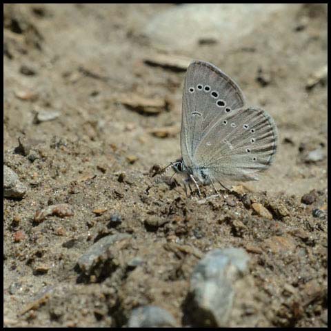 Silvery Blue