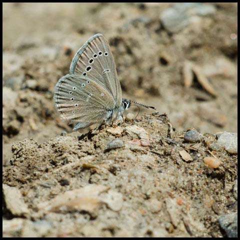 Silvery Blue