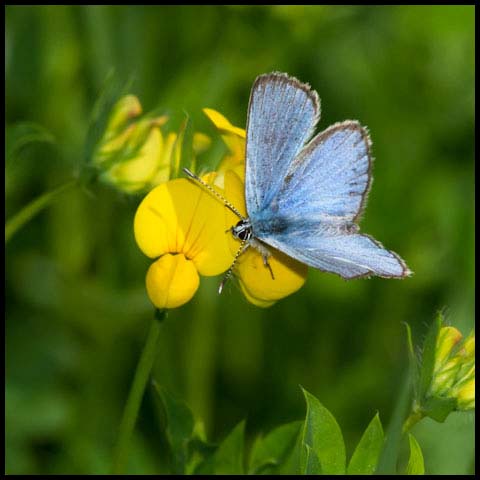 Silvery Blue