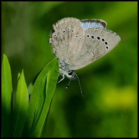 Silvery Blue