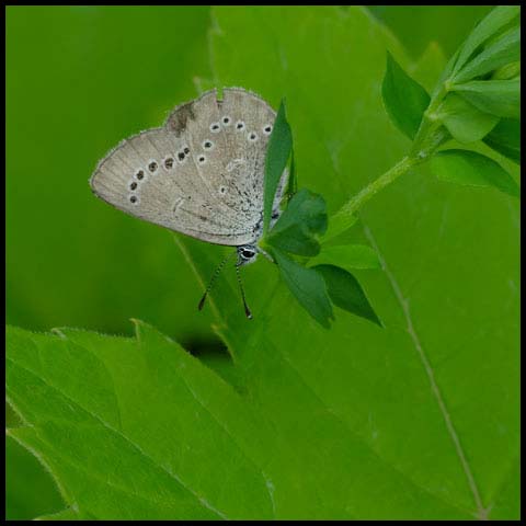 Silvery Blue