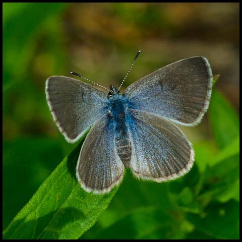 Silvery Blue