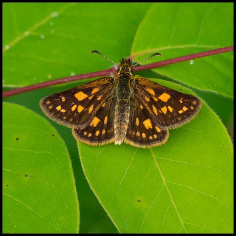 Arctic Skipper