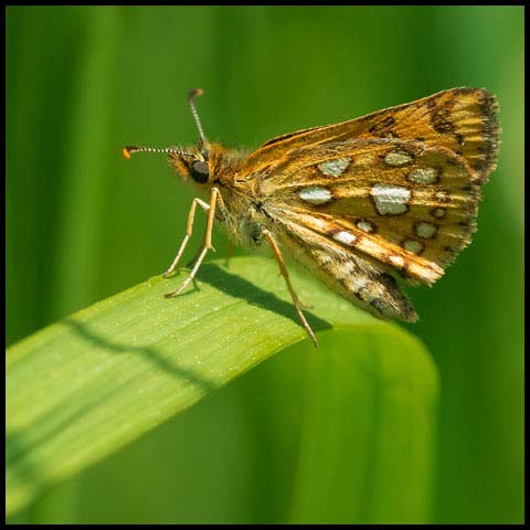 Arctic Skipper