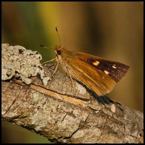 Broad-winged Skipper