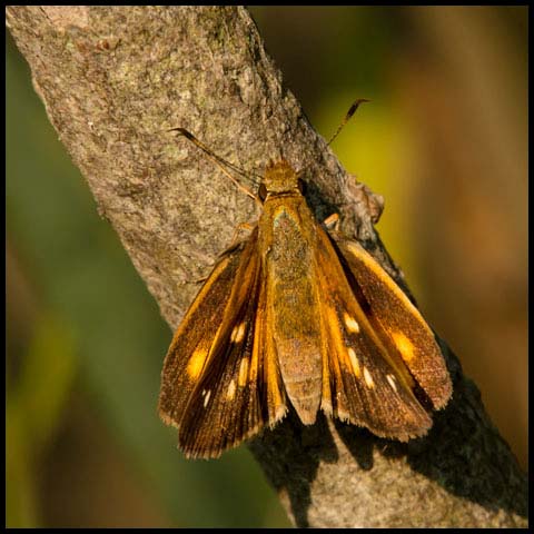 Broad-winged Skipper