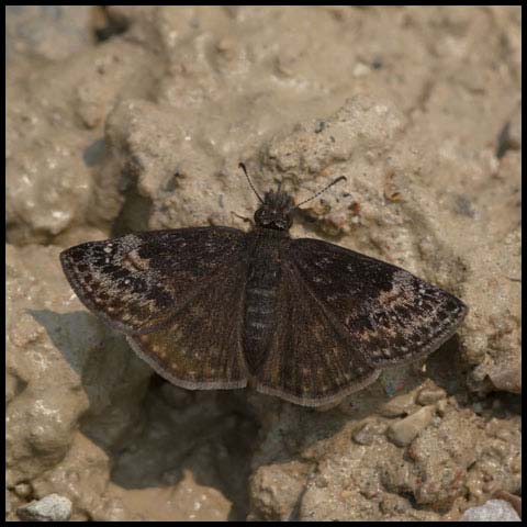 Columbine Duskywing