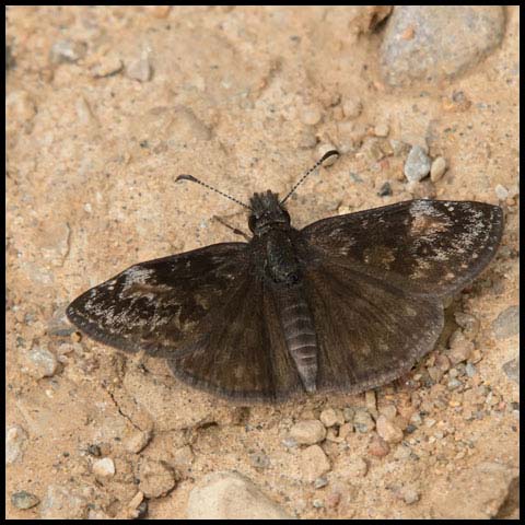 Columbine Duskywing