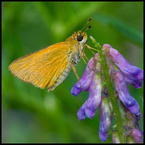 Delaware Skipper