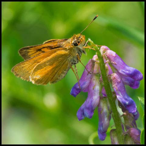 Delaware Skipper