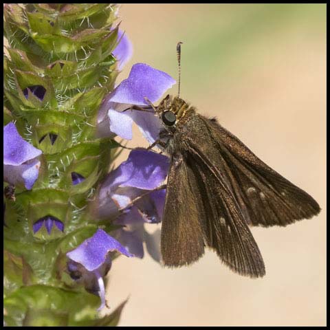 Dun Skipper