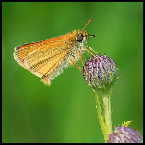 European Skipper