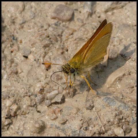 European Skipper