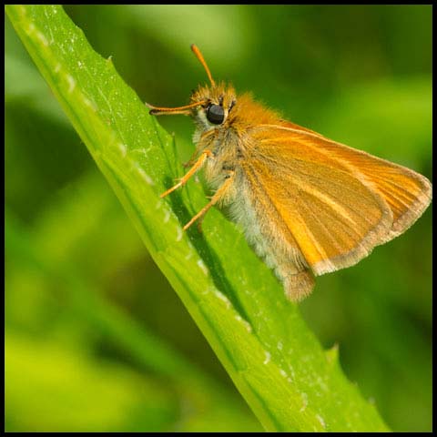 European Skipper