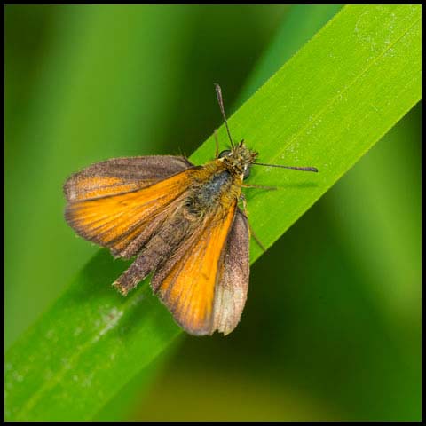 European Skipper