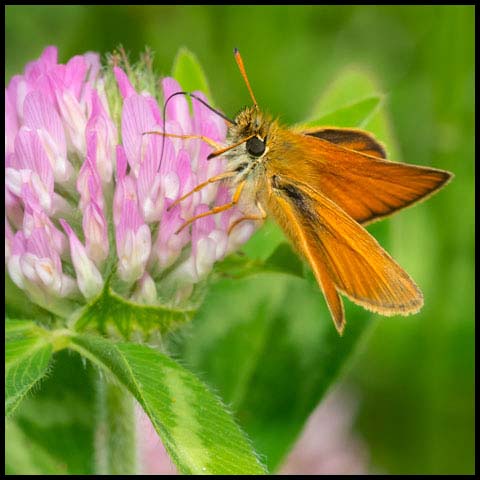 European Skipper