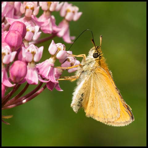 European Skipper