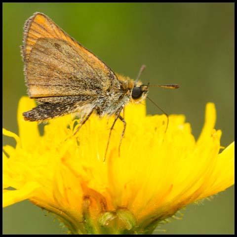 European Skipper