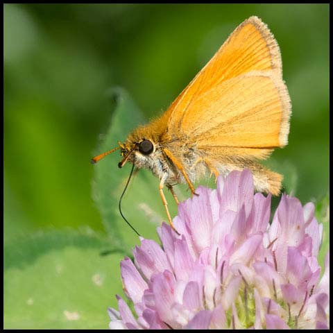 European Skipper