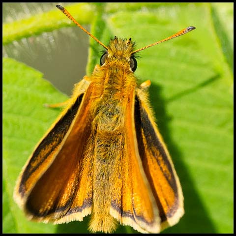 European Skipper