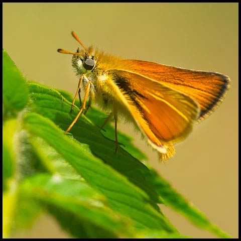 European Skipper