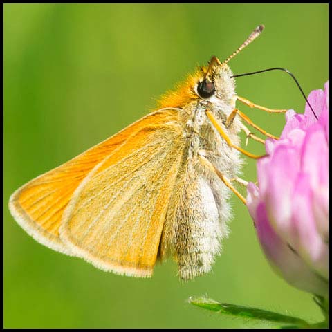 European Skipper