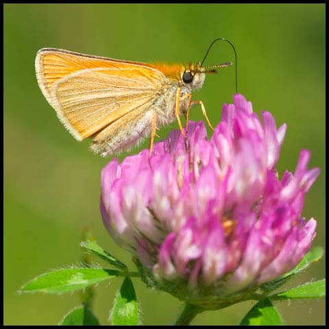 European Skipper