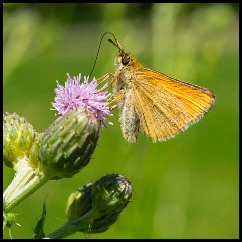 European Skipper