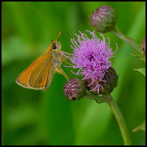 European Skipper