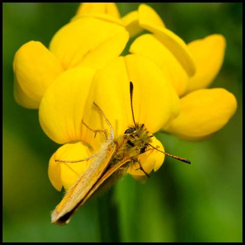 European Skipper