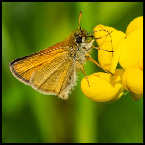 European Skipper