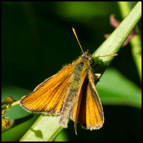 European Skipper