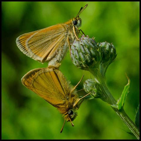 European Skipper