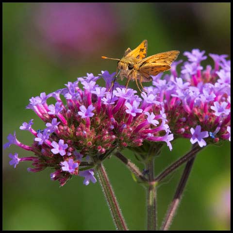 Fiery Skipper