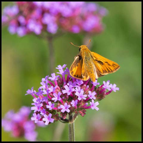 Fiery Skipper