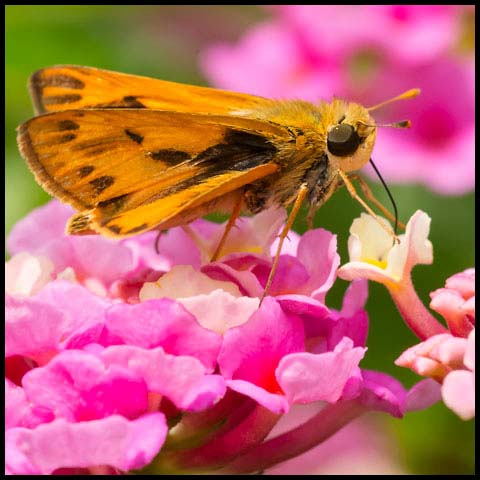 Fiery Skipper