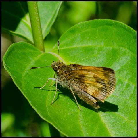 Hobomok Skipper