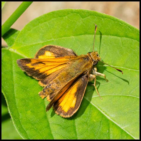 Hobomok Skipper