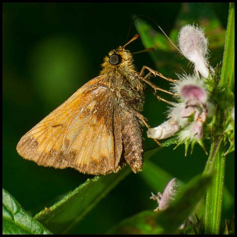 Hobomok Skipper