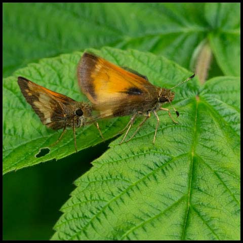 Hobomok Skipper