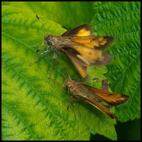 Hobomok Skipper