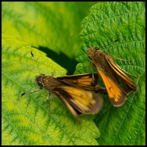 Hobomok Skipper