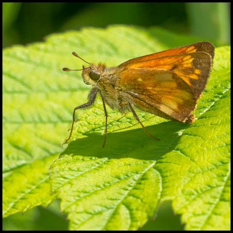 Hobomok Skipper