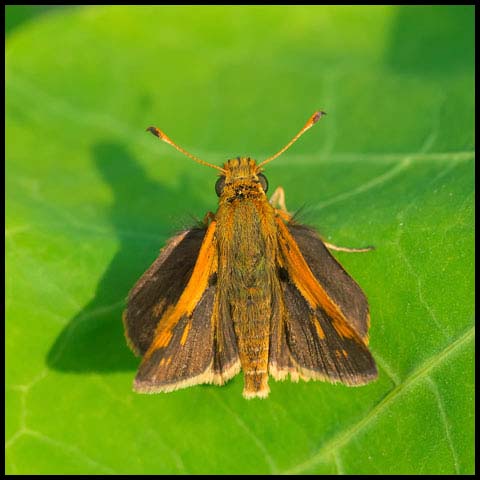 Hobomok Skipper