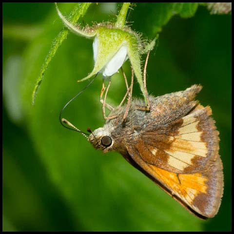 Hobomok Skipper