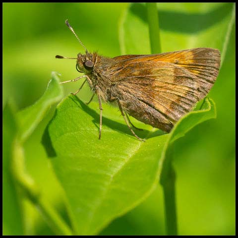 Hobomok Skipper