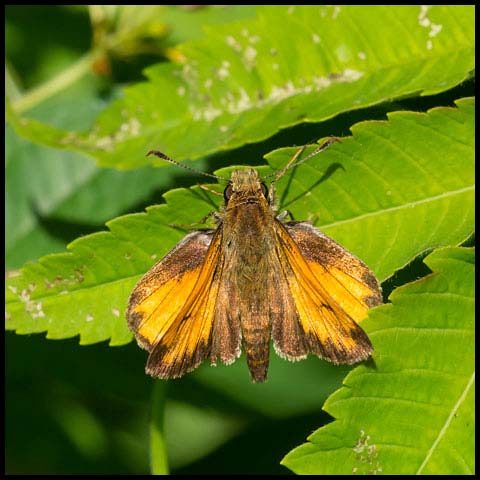 Hobomok Skipper