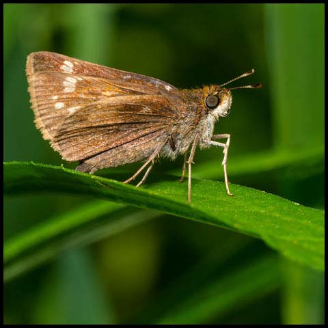 Hobomok Skipper