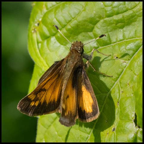 Hobomok Skipper