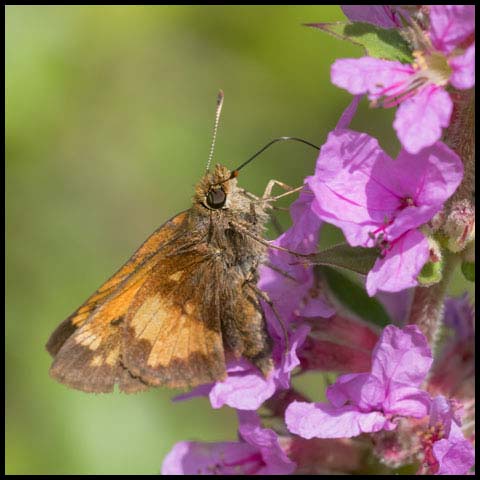 Hobomok Skipper